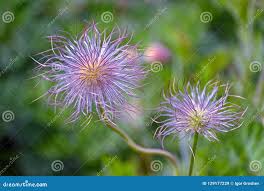 Attēlu rezultāti vaicājumam “Pulsatilla patens fruit”