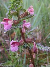 Attēlu rezultāti vaicājumam “Pedicularis palustris fruit”
