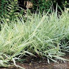 Attēlu rezultāti vaicājumam “Phalaroides arundinacea leaf”