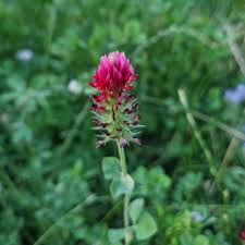 Image result for Trifolium incarnatum