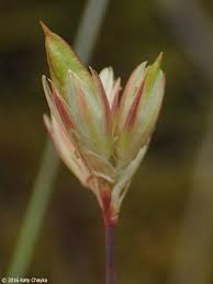 Attēlu rezultāti vaicājumam “Juncus stygius”