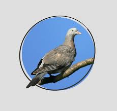 Image result for Columba palumbus