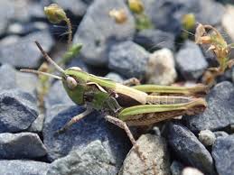 Attēlu rezultāti vaicājumam “Myrmeleotettix maculatus”