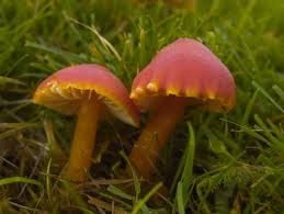 Attēlu rezultāti vaicājumam “Hygrocybe cantharellus”