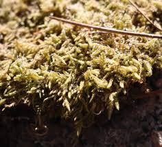 Attēlu rezultāti vaicājumam “Hypnum cupressiforme sporophyte”