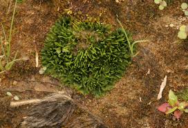 Attēlu rezultāti vaicājumam “Phaeoceros laevis subsp. carolinianus”