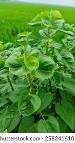 Attēlu rezultāti vaicājumam “Reynoutria sachalinensis fruit”