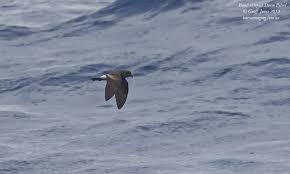 Image result for Oceanodroma castro