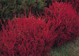 Attēlu rezultāti vaicājumam “Calluna vulgaris leaf”