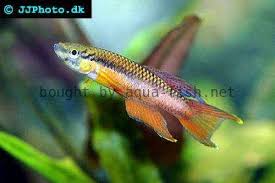 Image result for Aphyosemion