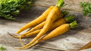 Attēlu rezultāti vaicājumam “Daucus sativus”