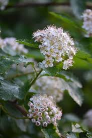 Attēlu rezultāti vaicājumam “Physocarpus opulifolius”