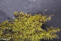 Attēlu rezultāti vaicājumam “Eurhynchiastrum pulchellum”