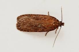 Attēlu rezultāti vaicājumam “Depressaria olerella imago”