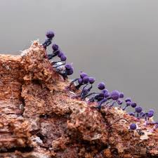 Attēlu rezultāti vaicājumam “Cribraria sp.”