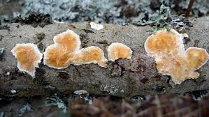 Attēlu rezultāti vaicājumam “Junghuhnia nitida”