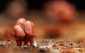 Attēlu rezultāti vaicājumam “Licea minima macro”