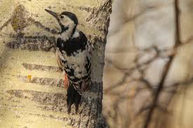 Attēlu rezultāti vaicājumam “Dendrocopos leucotos”