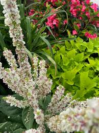 Attēlu rezultāti vaicājumam “Verbascum”