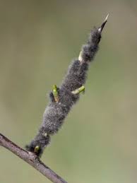 Attēlu rezultāti vaicājumam “Eriogaster lanestris larva”