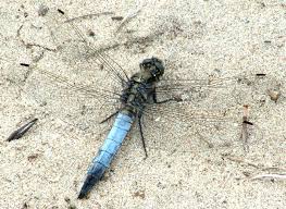 Attēlu rezultāti vaicājumam “Orthetrum cancellatum male”