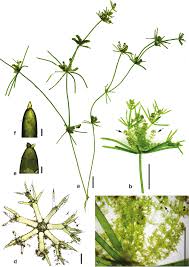 Attēlu rezultāti vaicājumam “Nitella sp.”
