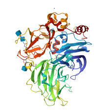 Attēlu rezultāti vaicājumam “Antrodiella faginea”