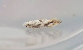 Attēlu rezultāti vaicājumam “Bucculatrix rhamniella”