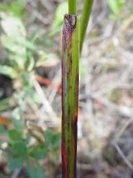 Attēlu rezultāti vaicājumam “Eriophorum angustifolium”