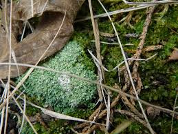Attēlu rezultāti vaicājumam “Hygroamblystegium varium sporophyte”
