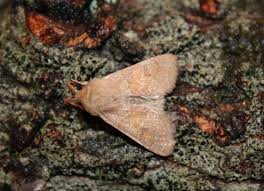 Attēlu rezultāti vaicājumam “Orthosia miniosa”