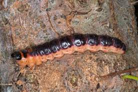 Attēlu rezultāti vaicājumam “Cossus cossus imago”