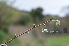 Attēlu rezultāti vaicājumam “Corylus avellana bud”