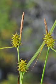 Attēlu rezultāti vaicājumam “Carex flava”