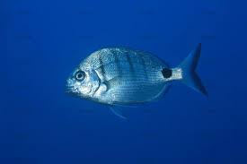 Image result for Diplodus cadenati