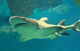 Image result for Negaprion brevirostris