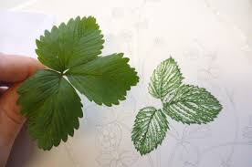 Attēlu rezultāti vaicājumam “Fragaria vesca leaf”