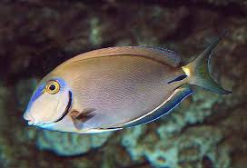 Image result for Acanthurus chirurgus