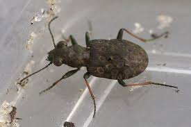 Attēlu rezultāti vaicājumam “Elaphrus cupreus”