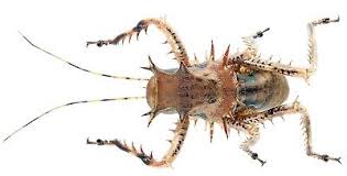 Attēlu rezultāti vaicājumam “Erinaceus sp.”