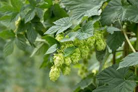 Attēlu rezultāti vaicājumam “Humulus lupulus”