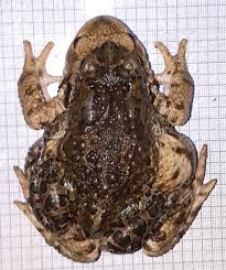 Attēlu rezultāti vaicājumam “Pseudepidalea viridis adult”