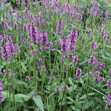 Attēlu rezultāti vaicājumam “Stachys officinalis leaf”