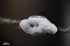 Attēlu rezultāti vaicājumam “Didymium difforme macro”