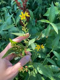 Attēlu rezultāti vaicājumam “Lysimachia vulgaris leaf”