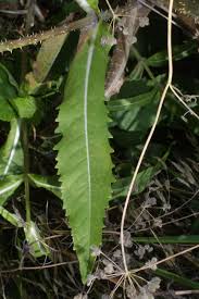 Attēlu rezultāti vaicājumam “Dipsacus fullonum fruit”