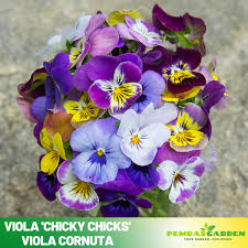 Image result for Viola cornuta