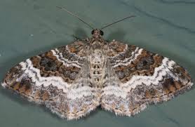 Attēlu rezultāti vaicājumam “Epirrhoe alternata”