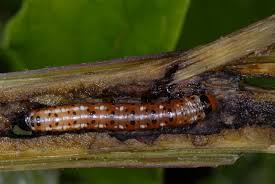 Attēlu rezultāti vaicājumam “Gortyna flavago”