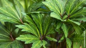 Image result for Nieswurz